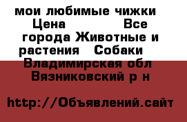 мои любимые чижки › Цена ­ 15 000 - Все города Животные и растения » Собаки   . Владимирская обл.,Вязниковский р-н